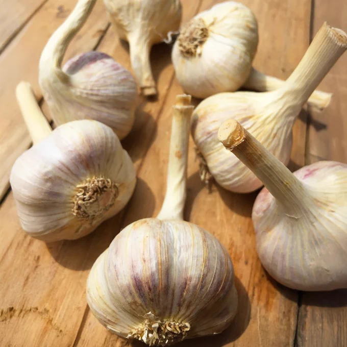 Several whole garlic bulbs with their stems intact, scattered across a wooden surface. 