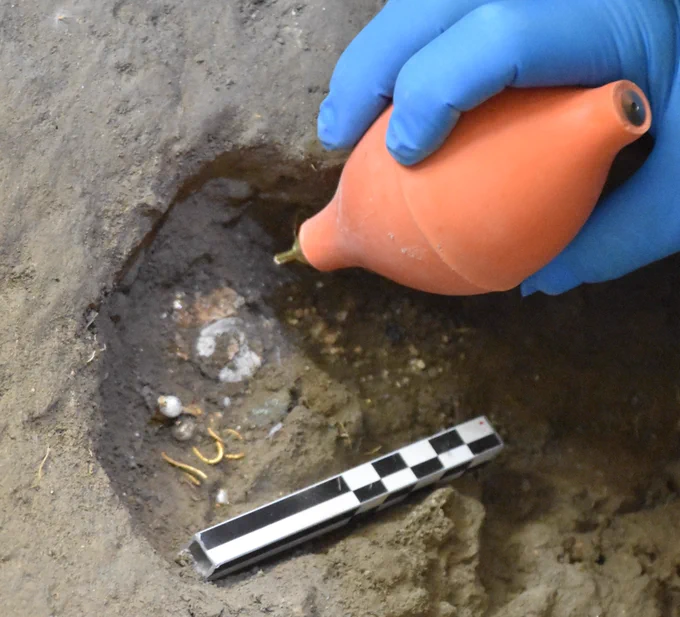 Careful cleaning of the contents of the purse found on the woman - bronze coins and a pair of gold and pearl earrings are visible