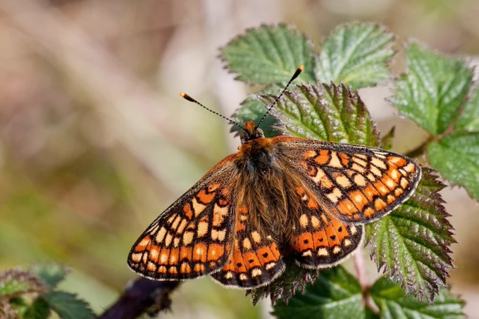 Marsh Fritillary butterfly © Caerphilly County Borough Council
Glöyn byw Britheg y Gors © Cyngor Bwrdeistref Sirol Caerffili