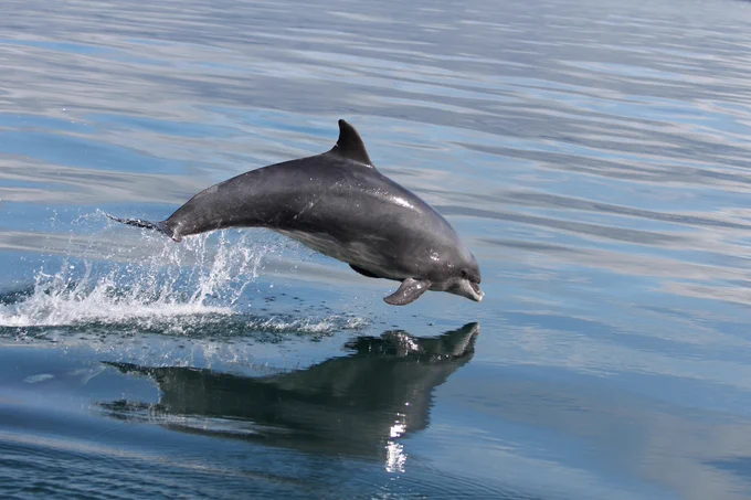 Bottlenose dolphin © Charlie Lindenbaum, Natural Resources Wales
Dolffin trwynbwl © Charlie Lindenbaum, Cyfoeth Naturiol Cymru