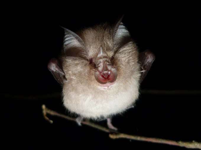 Lesser Horseshoe Bat © Bat Conservation Trust
Ystlum pedol lleiaf © Ymddiriedolaeth Cadwraeth Ystlumod