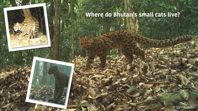 Three photos of small spotted cats in forest.