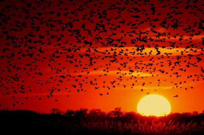 A flock of Red-Winged Blackbirds fly across a deep-orange sunset and a silhouetted line of distant trees.  Photo by Jerry Segraves: https://commons.wikimedia.org/wiki/File:Blackbird-sunset-03.jpg