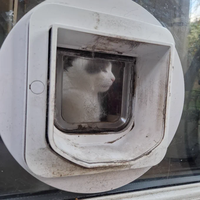 A cat in profile through a cat flap. The flap is grubby, but profile regal, like a stamp or a coin. The cat is white with some tortoiseshell markings.