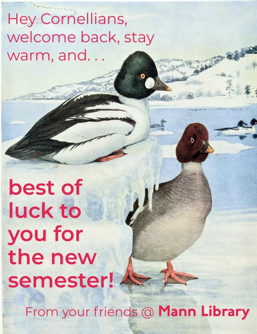 Illustration of golden eye ducks on a frozen lake, with text:  Hey Cornellians, welcome back, stay woarm, and best of luck to you for the new semester! From your friends at Mann Library.