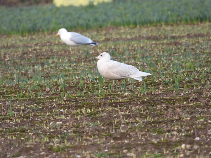Iceland Gull