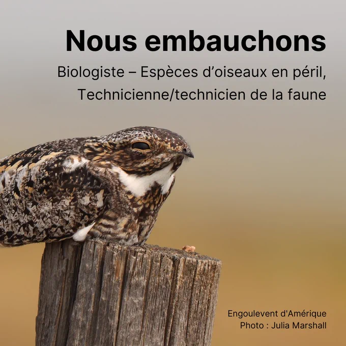 Un Engoulevent d'Amérique est perché sur une clôture. 