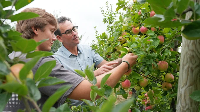 Lane McCombe ’26 and Greg Peck, associate professor in the School of Integrative Plant Science, inspect the apple crop at the Cornell Orchards. Photo by Anja Timm
