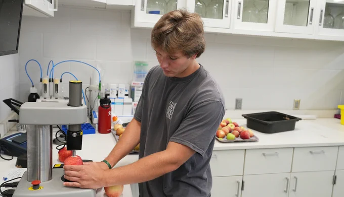 Lane McCombe ’26 measures apple firmness in the fruit science lab at the Cornell Orchards. Photo by Anja Timm
