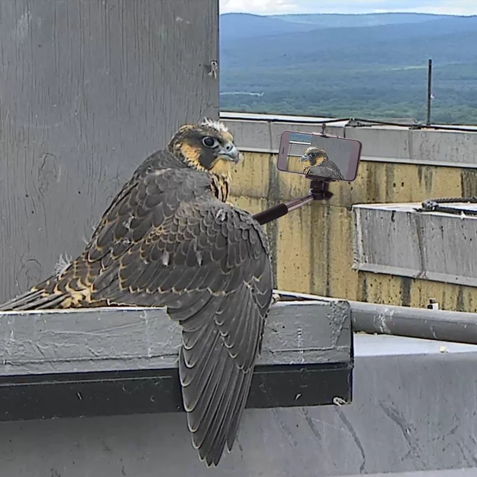 Male juvenile peregrine falcon Photoshopped to be holding a selfie stick with a smart phone, taking a selfie of himself.
