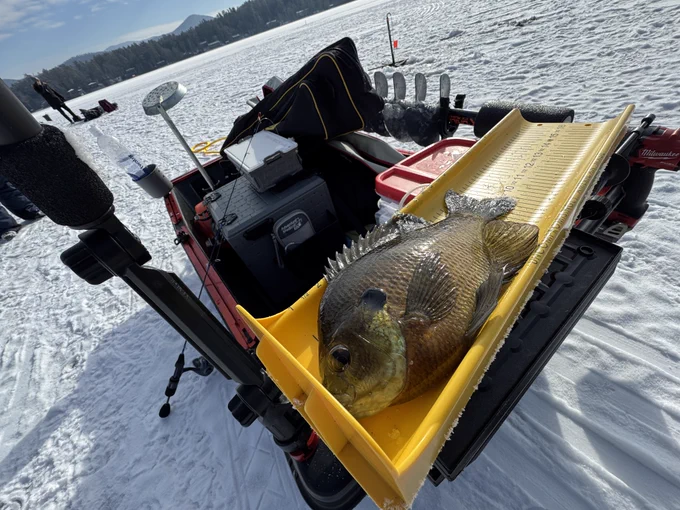 Bluegill measured on a Ketch 16" Karbonate fish measuring board while ice fishing.