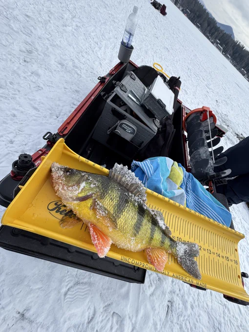 Yellow Perch measured on a Ketch Karbonate 16" Measuring board.