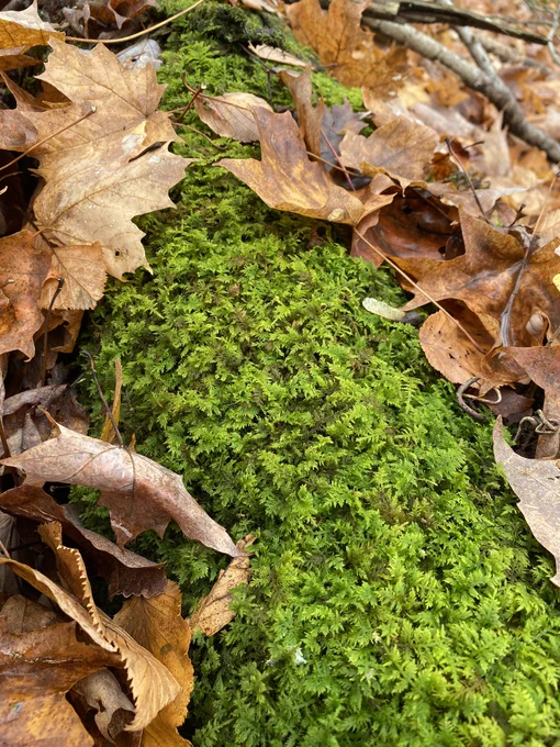 a patch of green moss on the forest floor with leaves around it