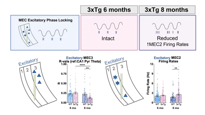 The top row shows a schematic of theta phase locking of MEC excitatory cells. A silicon probe is shown spanning across MEC2 and 3, which include multiple cell types. Spikes are shown below a schematized theta oscillation, recurring at a consistent phase of theta. In the left (blue) and middle (pink) column indicating WT and 6-month-old 3xTg mice, this phase locking pattern is present. However, in the right column (purple, corresponding to 8-month-old 3xTg mice), this pattern is disrupted. 
In the bottom row, one bar graph shows reduced phase locking strength (or R values) of MEC3 excitatory neurons in 8-month-old 3xTg mice compared to their wildtype controls and to 6-month-old 3xTg mice. A second bar graph shows increased MEC2 firing rates in 8-month-old 3xTg mice compared to their wildtype controls.

