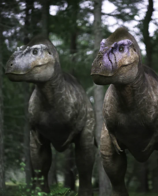 Pachyrhinosaurus - closely related to Triceratops - is a plant-eater with a thick slab of keratin covered bone over its nose, known as a boss, used for combat between male