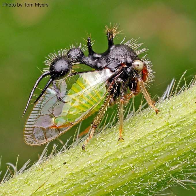 A treehopper insect perched on a slanted green plant stem. The treehopper has a dark black head and two bulbous outgrowths, also dark black, extending backward above its wings, giving the treehopper a passing resemblance to ant. However, the treehopper has large translucent wings folded backward over its green abdomen, below the ant-mimicking parts. 