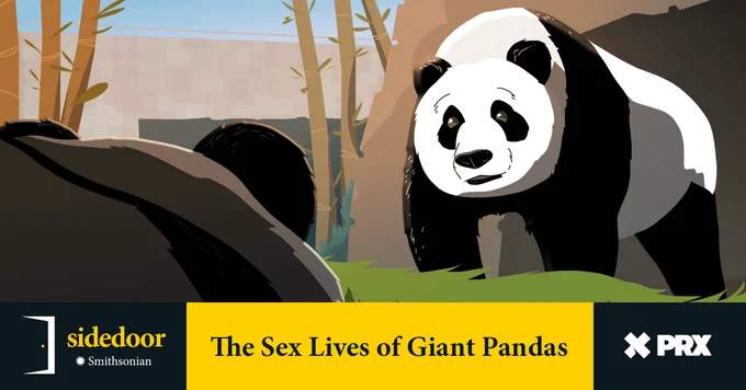 An illustrated depiction of a giant panda in it's natural habitat looking at another panda before mating. 