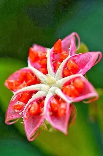 This is an image of a flower with pink petals and red seeds inside. 