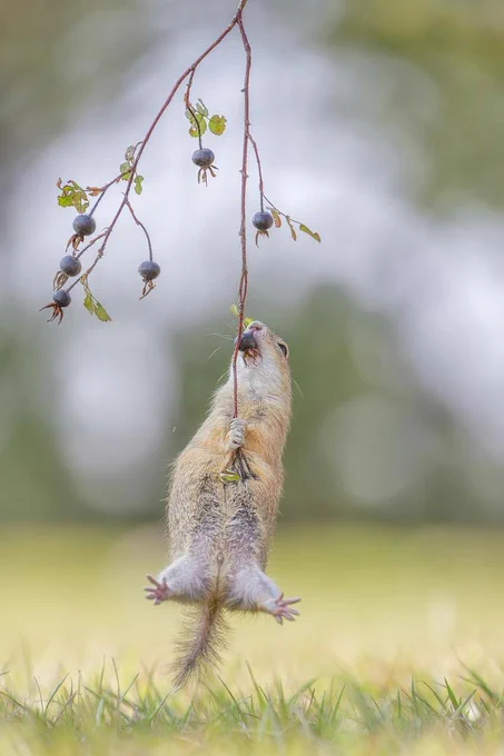 A ground squirrel is hanging upside down from a branch, holding the branch with its front paws and nibbling on it.
