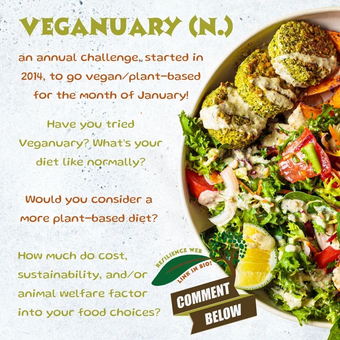 A delicious-looking bowl of falafel, roast carrots, and salad, placed on a countertop. The Resilience Web CIC logo is superimposed on this backdrop. An enlarged leaf on the tree in the Web logo bears the words "Resilience Web - link in bio!" The import of further text-in-image is in the post text.