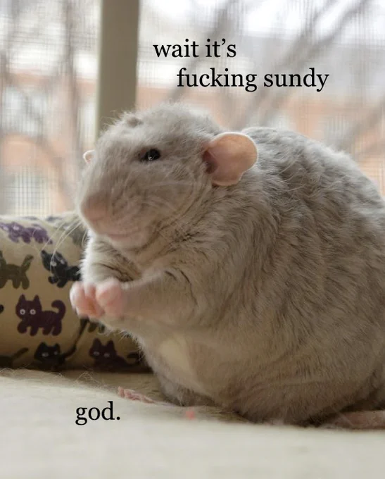 A pleasantly plump rat looks to the side, its eyes narrowed. The caption reads: wait it's fucking sundy [Sunday]. God. Sue via Pinterest, edit by me.