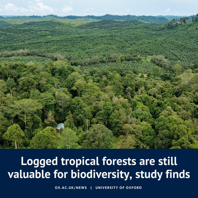 Drone point if view of palm oil plantation and tropical rainforest with the headline: Logged tropical forests are still valuable for biodiversity, study finds
