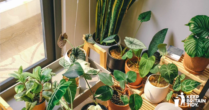 photo of potted plants next to a window