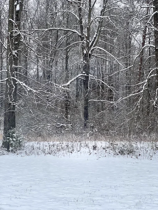 Snow covered yard with snow capped tree line. White, brown, grey, blue, and green peek through the bogged down tree line. Winter on the Tennessee-Georgia line. 2025 ❄️ 📸 Berteena