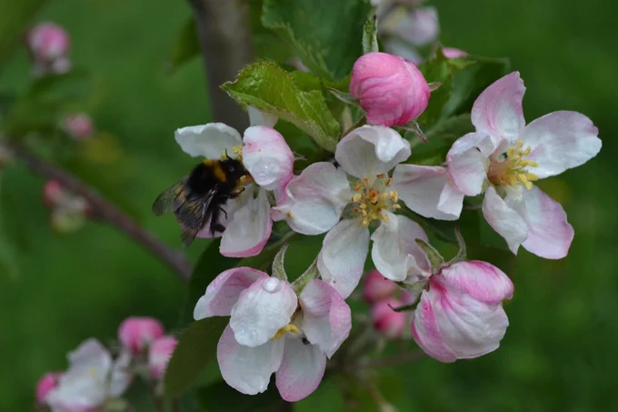 Bumblebee on a pink and white apple blossom