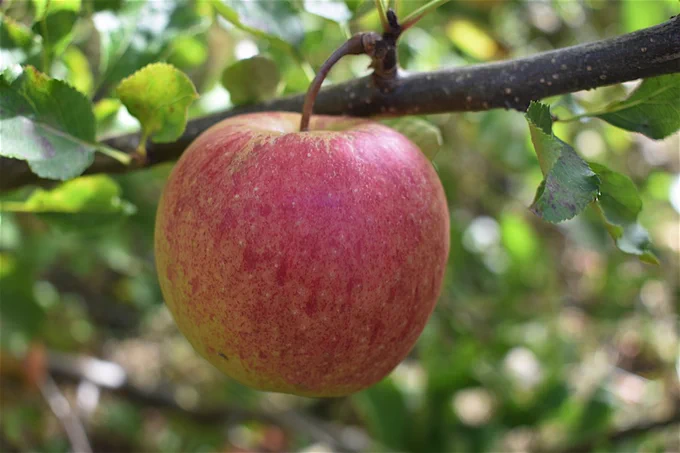 A single red apple growing on an apple tree branch