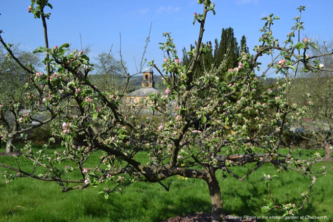 Old apple tree covered with pink blossom