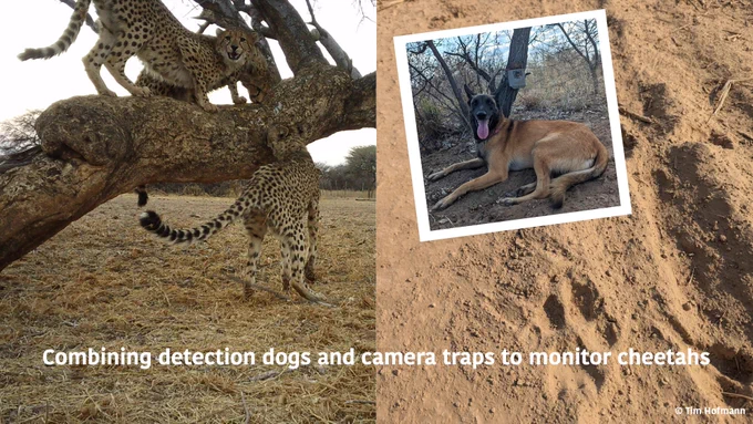 Leopards walking on a tree branch (left). Footprints in dry ground (right). Inset image of a dog lying down next to a camera trap fixed to a tree.