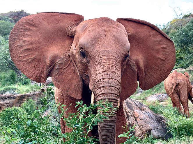Little Baraka survived a poacher’s snare around her head, only to fall victim to the 2022 drought. Her name means ‘blessing’ in Swahili — a fitting tribute to how fortunate she was to escape two life-threatening hurdles. 