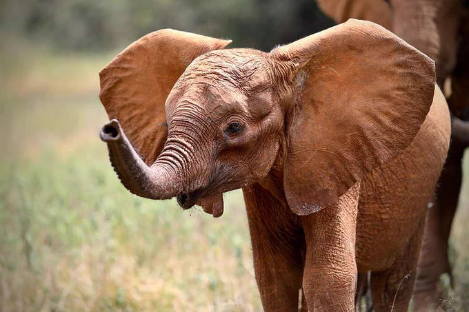 It started, as it so often does, with a routine aerial patrol. Our fixed-wing pilot was flying along the Tiva River when he spotted a little elephant near Wamata, in the northern sector of Tsavo East National Park. She was alone and visibly forlorn, partially shrouded in the riverine forest.