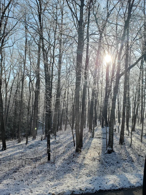 Bright winter sun shines through bare tree limbs and casts shadows on the snowy forest floor.