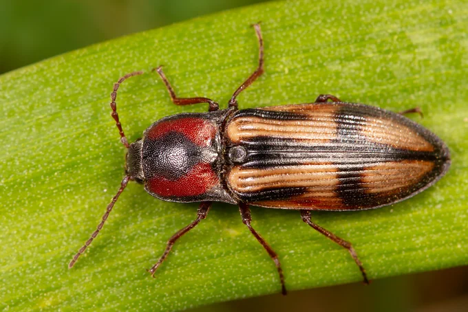 Sprakšķis Selatosomus cruciatus