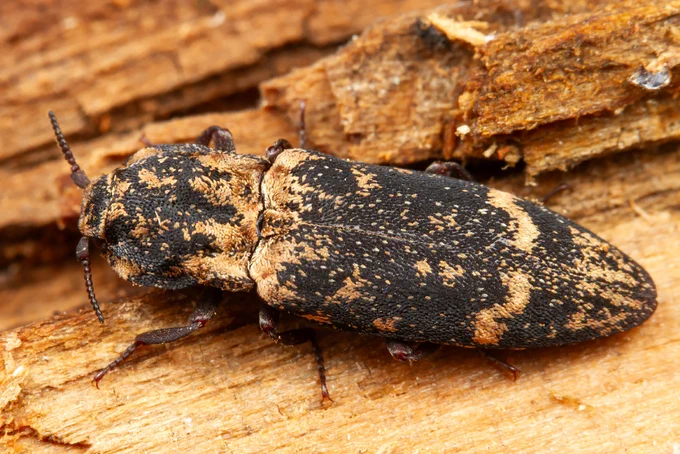 Sprakšķis Danosoma conspersa