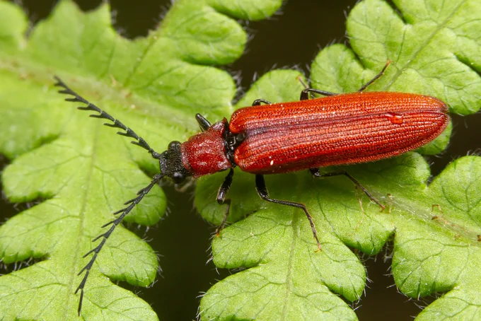 Sarkanais sprakšķis (Denticollis rubens)