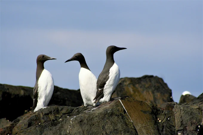 Common guillemot, three perched on tidal rock, Farne Islands, Northumberland, England, UK, May