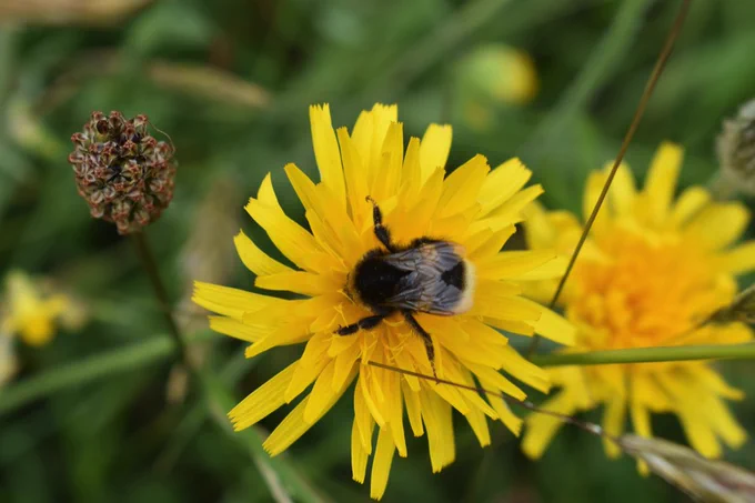 Bumblebee on a yellow dandelion flower with green grass in the background.
