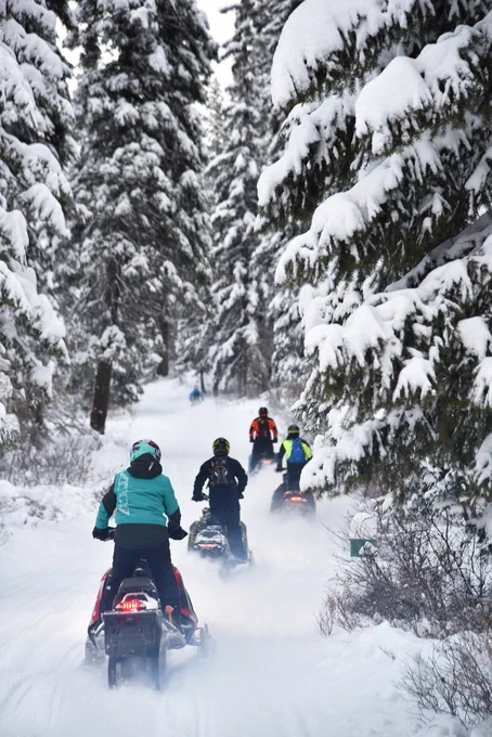 Four snowmobilers ride into the forest under snow covered conifer trees. 