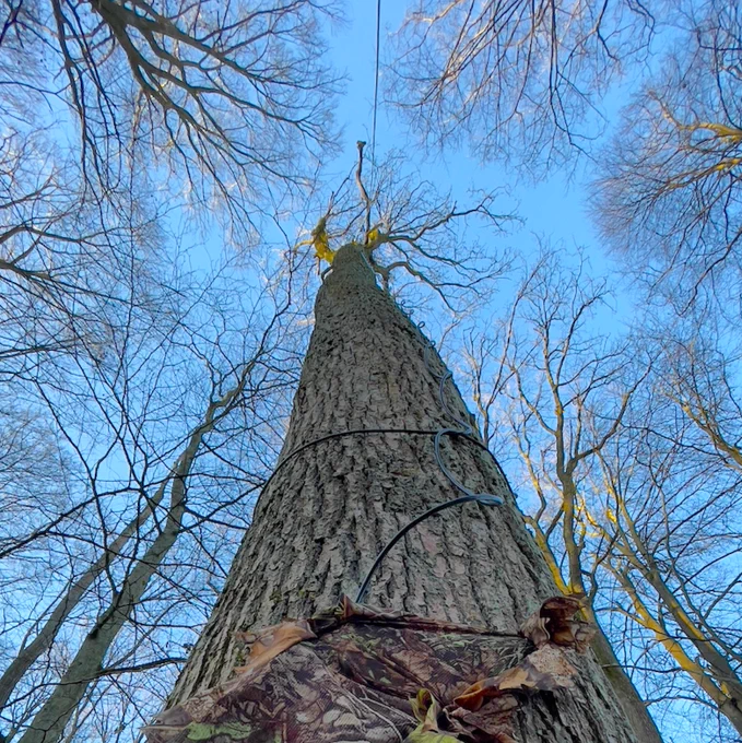 BlueSky above a forest ecosystem 