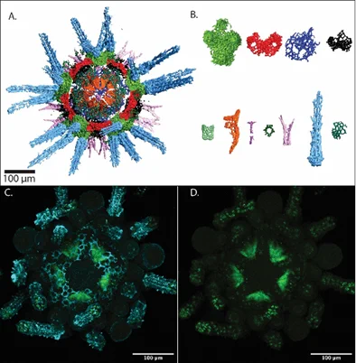 Images depicting the juvenile sea urchin skeleton. (Top, A-B) 3D model from micro-CT scan of juvenile sea urchin with different elements colour coded. (Bottom, C-D) Confocal micrograph of immunohistochemistry experiment showing stained skeleton (blue) and sclerocytes (green). 