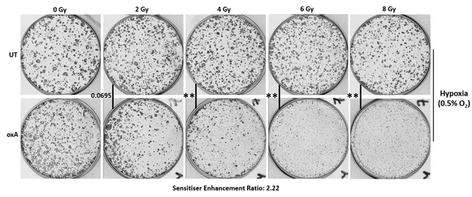 Cancer colonies in response to radiotherapy alone (top) and radiotherapy combined with oxygen treatment (bottom).

Addition of oxygen to radiotherapy improves radiotherapy response in oxygen-depleted cells with acquired radioresistance