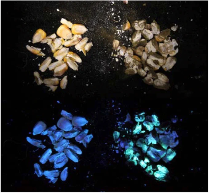 Crushed corn kernels with and without mold under a black light. Image by Burt Bluhm. 
