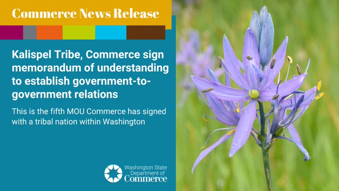 A news release graphic featuring a purple Camas flower on the right side and text on the left. The text announces a memorandum of understanding between the Kalispel Tribe and Commerce for government relations, noting it as the fifth such agreement in Washington state.