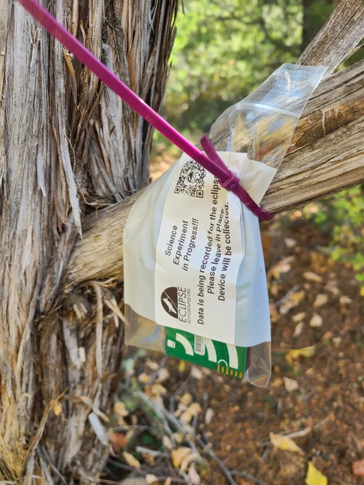 an AudioMoth sound recorder in a small clear plastic bag securely attached to the trunk of a tree with a zip tie. A white label on the bag features the Eclipse Soundscapes logo and text that reads: “Science Experiment in Progress! Data is being recorded for the eclipse. Please leave this in place. Device will be collected.” The background is a forested area with leaves and scattered foliage on the ground.