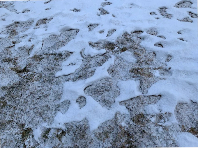 Melting snow on grass