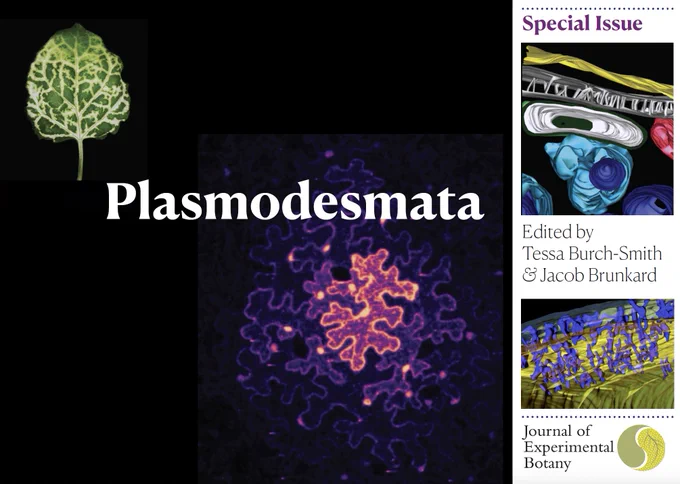 Front cover of a postcard to promote an upcoming special issue of the Journal of Experimental Botany titled "Plasmodesmata". The issue will be edited by Tessa Burch-Smith and Jacob Brunkard. The images show the following. Above: silencing signals move out from veins through plasmodesmata in a Nicotiana benthamiana leaf (Jacob Brunkard); Centre: fluorescent Protein moves from a central transformed cell to neighbors through plasmodesmata (Jacob Brunkard); Far right: electronic microscopy reveals nanoscopic structure of plasmodesmata, shown in gray (top) or blue (bottom) (Tessa Burch-Smith; Tina Schreier).