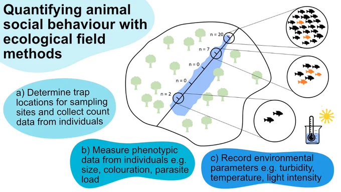 Diagram illustrating the method from the paper “quantifying animal social behaviour using ecological field methods”. It includes three main steps: (a) determining trap locations for sampling sites and collecting count data from individuals, (b) measuring phenotypic data from individuals such as size, coloration, and parasite load, and (c) recording environmental parameters like turbidity, temperature, and light intensity. The diagram features a map with marked sampling sites, grouped data points represented by fish, and icons for environmental measurements.